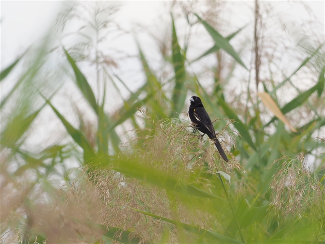 nWzEIE,White-winged Widowbird